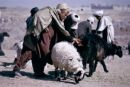 Sheep Farmers, Camel Market, Kabul
